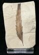 Fossil Quercus (Oak) Leaf - Green River Formation #16525-1